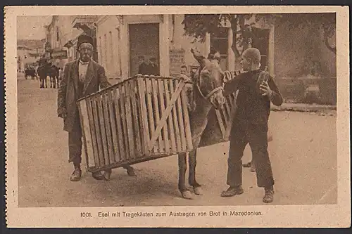 Esel mit Tragekästen zum Austragen von Brot in Mazedonien 1919