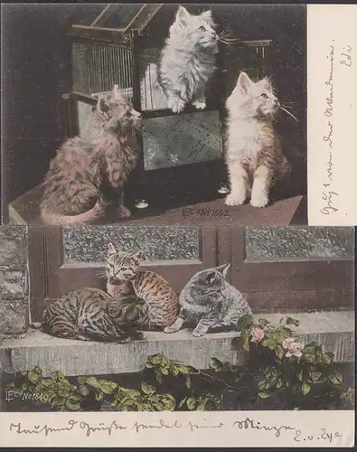 Katzen cat Miezen  - 2 Karten rs. unbeschrieben um 1905 signiert lec Nr. 1640 bzw. 1642