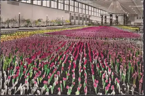 Berlin-Charlottenburg SoSt. Grüne Woche 8.2.59 auf Ak mit Tulpen