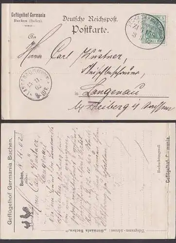 BECKACH - MILTENBERG ZUG 158 Bahnpost 13.11.1902 Abs. Geflügelhof Germania Buchen (Baden), bedruckte Kte mit Hahn Henne