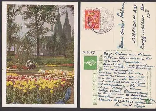 Bundesgartenschau Köln 1957, Tulpen blühen am Kölner Dom, SoSt.  offizielle Karte Naturfarbenfotografie