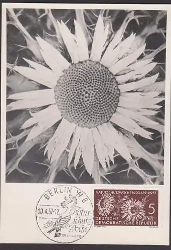 MC 561 Silberdistel Wetterwurz Photokarte Maximum Naturschutzwoche 1957, SoSt. Berlin 20.4.57