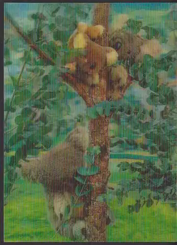 3D-Color Karte Stereo Nr. 302 Baer, Dept Z?rich, Koala