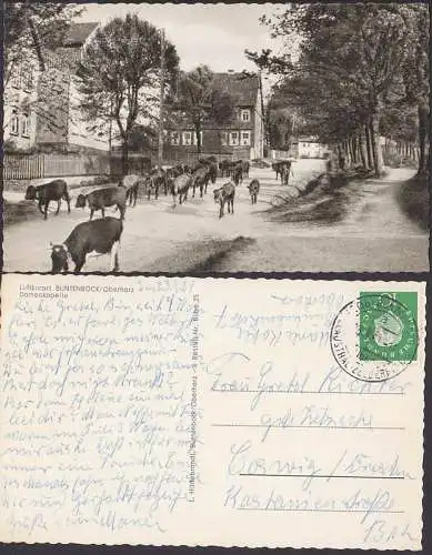 Buntenbock Oberharz Ak "Damenkapelle" Austrieb der Kühe, 1961, Goslar