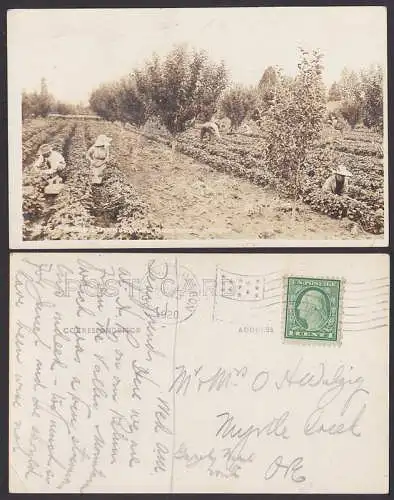Hoodriver Oregon postcard Foto 1920 Beerenernte