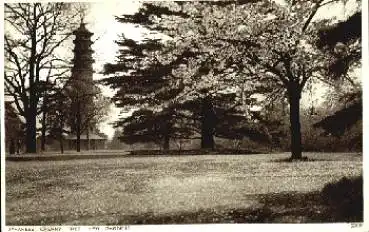 Japanese Cherry Tree Kew Gardens * ca. 1910