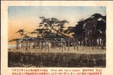 Great blue Tree of Karasaki *ca. 1920