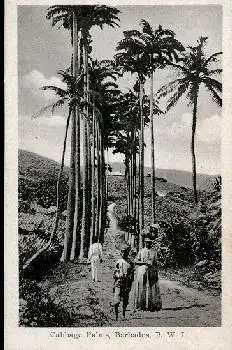 Barbados Cabbage Palms *ca. 1920