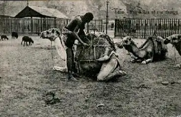 Jemen Aden The Shiss of the Desert Kamele o 9.6.1911