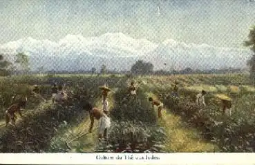 Indien Culture du The Teeplantage * ca. 1910