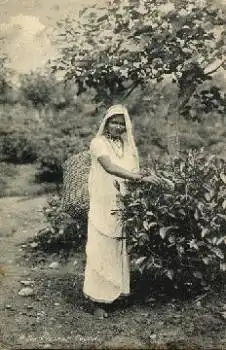 Ceylon A Tey-Plucker gebr. 1927