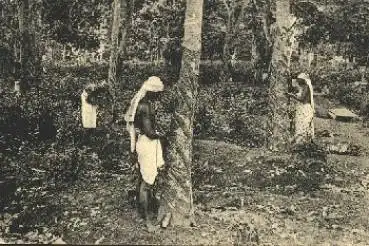 Ceylon Tapping Rubber Trees Anschneiden des Gummibaum o 1.10.1910