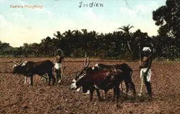 Indien Natives Ploughing Ackerbau * ca. 1900