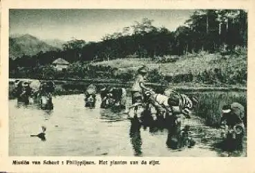 Philippinen Anbau von Reis Landwitschaft * ca. 1910