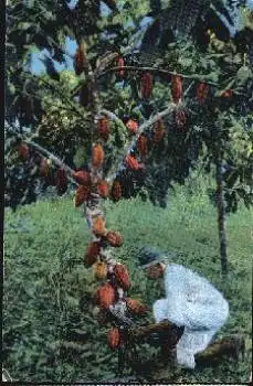 Costa Rica Kakaofarm Kakaopflanze *ca. 1920
