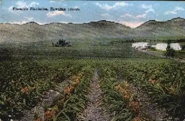 Hawaiian Islands Pineapple Plantation gebr. 10.11.1924