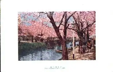 Koishika Cherry Blossoms Yedogawa Japan * ca. 1920