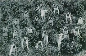 Landwirtschaft Ceylon Frauen beim Teepflücken * ca. 1910