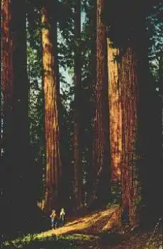 California National Park Congress Group Baum o 4.6.1965