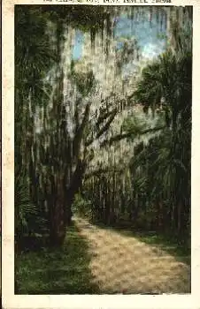 Daytona Florida Cathedral Oaks Drive *ca. 1930