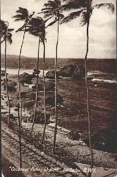 Cocoanut Palms at Bath Barbados *ca. 1930