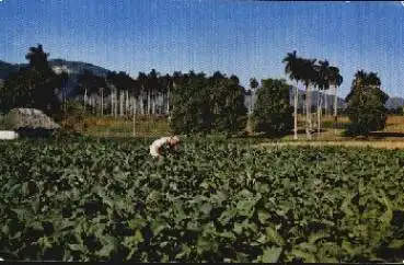 Pinar del Rio Cuba Tobacco plantation *ca. 1970