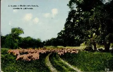 Baldwins Ranch Schafe Southern California gebr. ca. 1920