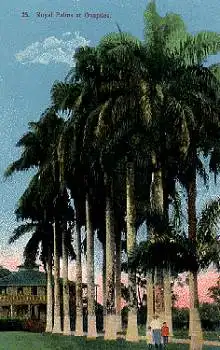 Costa Rica Royal palms at Guapiles *ca.1920