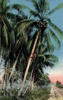 Costa Rica Climbing after Coconuts *ca.1920