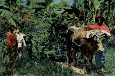 Costa Rica Ochsenkarren landwirtschaft *ca. 1920