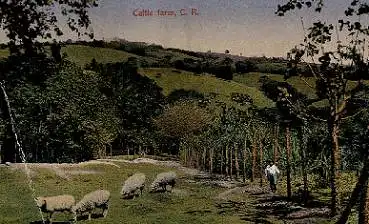 Costa Rica Schafsfarm *ca. 1920