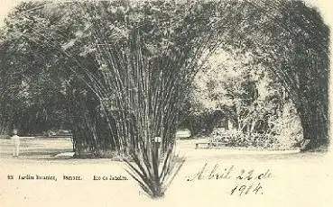 Brasilien Rio de Janeiro Bambus Jardim Botanico gebr.22.04.1904