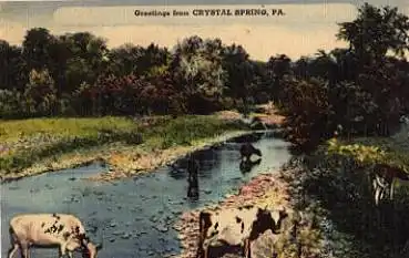 Pennsylvania Crystal Spring PA Kühe am Wasser o 06.09.1948