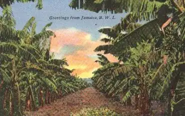 Bananenplantage Jamaika  * ca. 1925