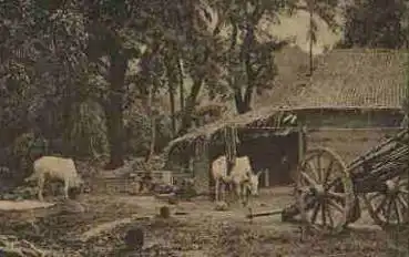 Calcutta Indien Dorfszene Kühe * ca. 1920