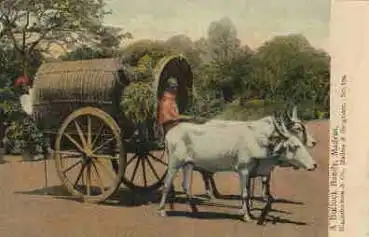 Madras Chennai Ochsenkarren * ca. 1920