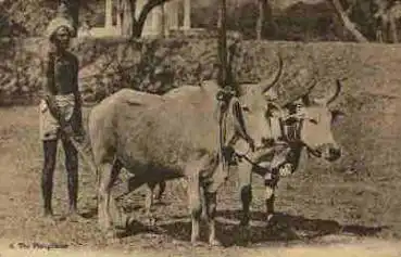 Indien Bauer mit Ochsenpflug * ca. 1920