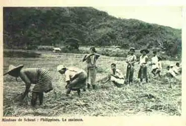 Philippinen Bauern bei der Ernte Landwirtschaft * ca. 1930