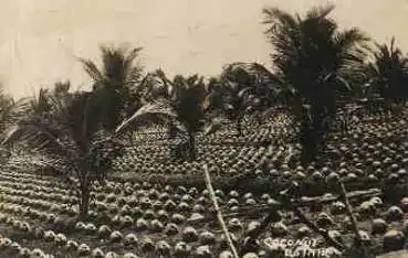 Coconut Estate Singapur Echtfotokarte o ca. 1930
