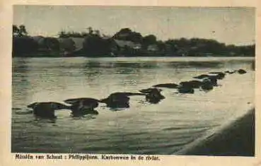 Philippinen Büffel im Wasser * ca. 1930