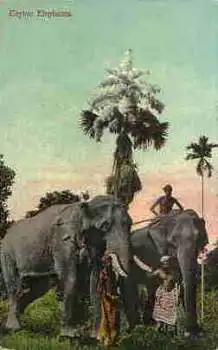 Elefanten Ceylon *ca. 1920