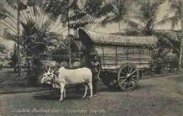 Colombo Ceylon Ochsenkarren * ca. 1915