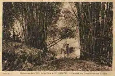 Kisantu Bambus Plantage AK um 1930