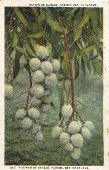 Panama Mango * ca. 1920