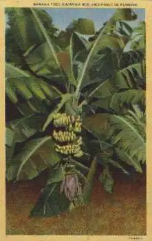Florida Bananenplantage, *ca. 1920