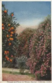 Californien Orangen und Rosen gebr. 1924