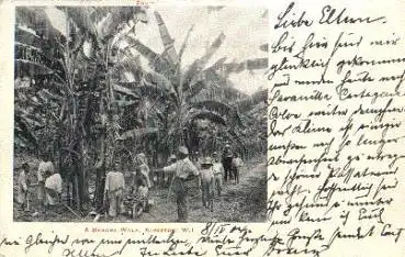 Bananenplantage Kingston W. I. Jamaica  o ca. 1900