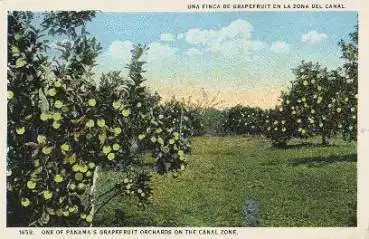 Panama Grapefruit-Plantage * ca. 1910