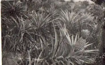 Singapur Ananasfarm Realityphoto, * 1950