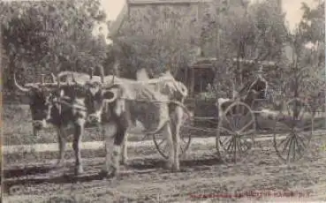 Livingston NY Manor, Ochsenkutsche Cows *ca. 1910